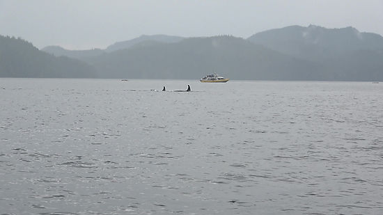Watching orcas
